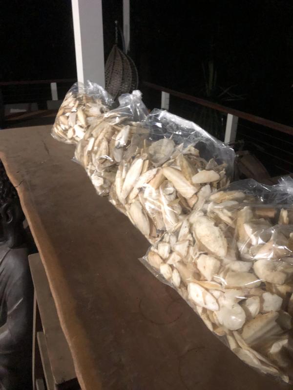 Cuttlefish for sale