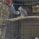 African Grey pair