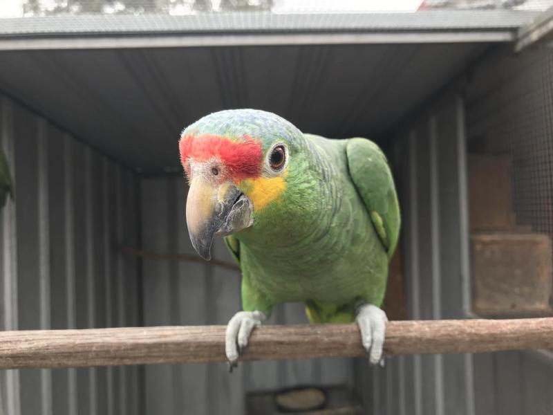 RED LORED AMAZON