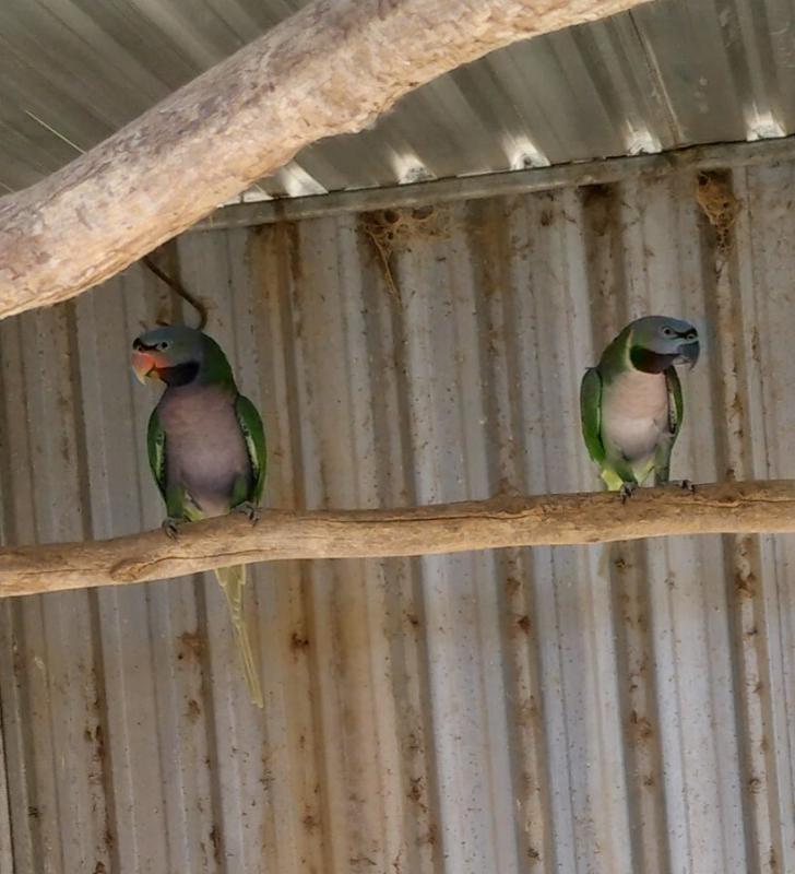 PAIR DERBYAN PARROTS
