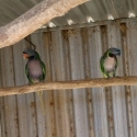 PAIR DERBYAN PARROTS