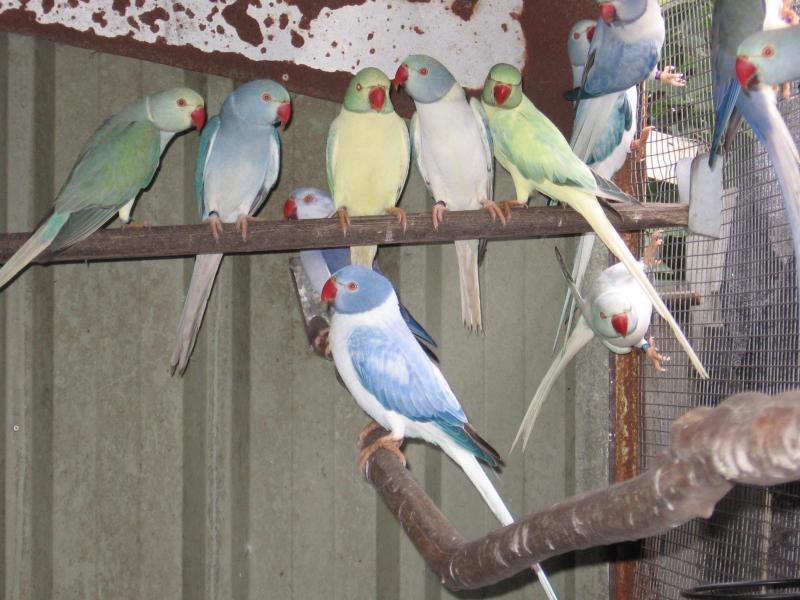 xxx Vics   Ringnecks  xxx