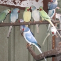 xxx Vics   Ringnecks  xxx