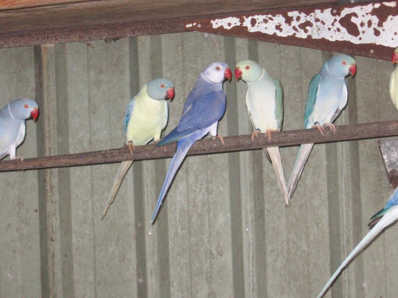 xxx Vics   Ringnecks  xxx