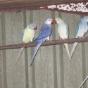 xxx Vics   Ringnecks  xxx