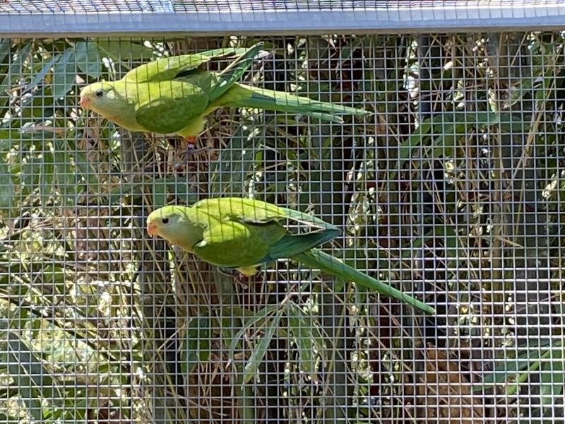 AT BEAUDESERT SALE ON SUNDAY - 2025 SUPERB PARROT HEN
