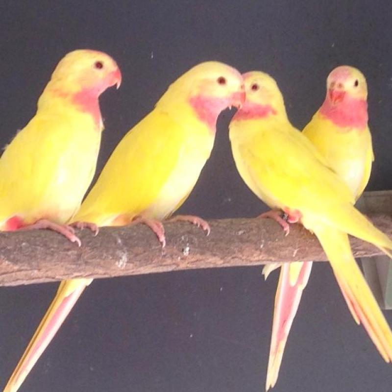 AT BEAUDESERT SALE ON SUNDAY - LUTINO PRINCESS PARROT HEN