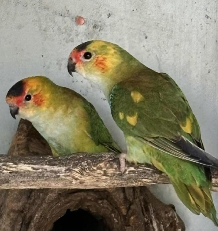 WTB: Pied Purple Crowned Lorikeets