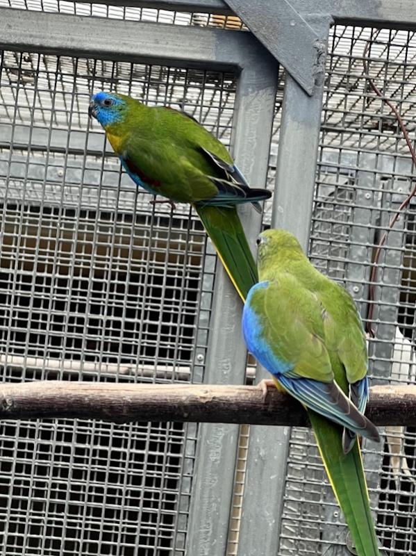PURE NORMAL TURQUOISINE NEOPHEMAS