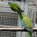 PURE NORMAL TURQUOISINE NEOPHEMAS