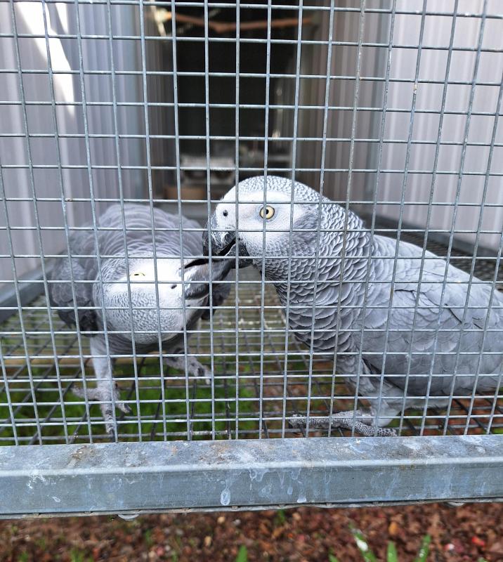 2024 AFRICAN GREY'S