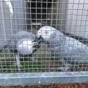 2024 AFRICAN GREY'S
