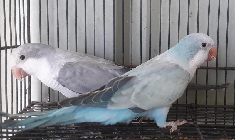 Mature Quaker mutations