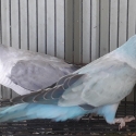 Mature Quaker mutations