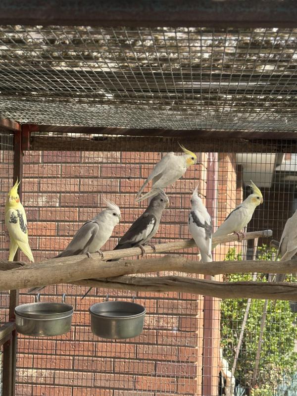 adult  male cockatiels different colours