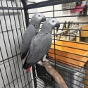 African greys males