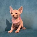 Gorgeous Sphynx Kittens ready mid July