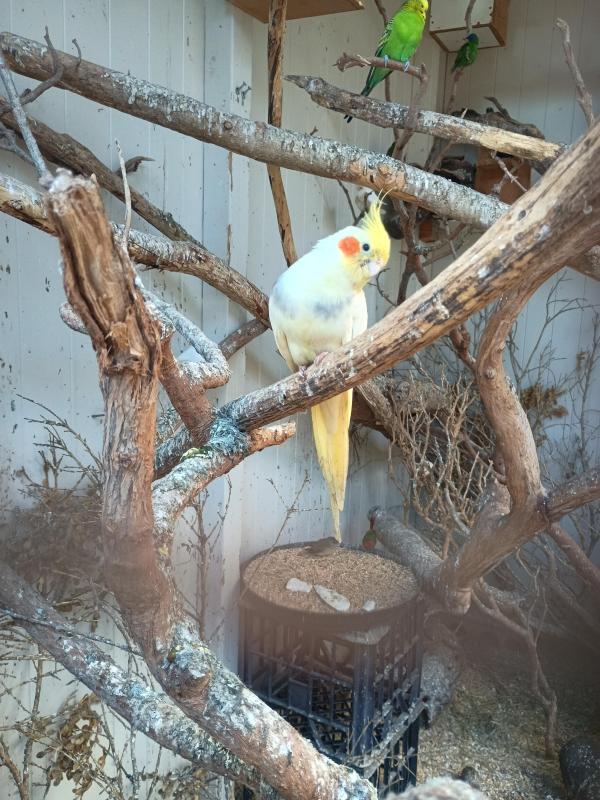 Wanting to buy a Lutino Female Cockatiels