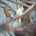 Wanting to buy a Lutino Female Cockatiels