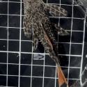 L600 Leopard Cactus Pleco 6-8cm Last 6 for $1600!