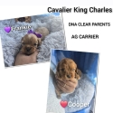 Cavalier King Charles Boys DNA clear- Rightpaw verified