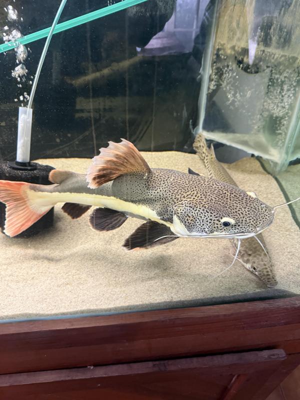 Red Tail CatFish 50-55cm