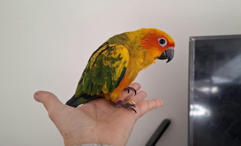 Sun conures hand raised