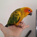 Sun conures hand raised