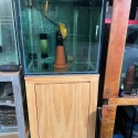 breeding pairs off discus fish for sale