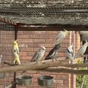 cockatiels adult males mixed colours pastelface pieds  whiteface