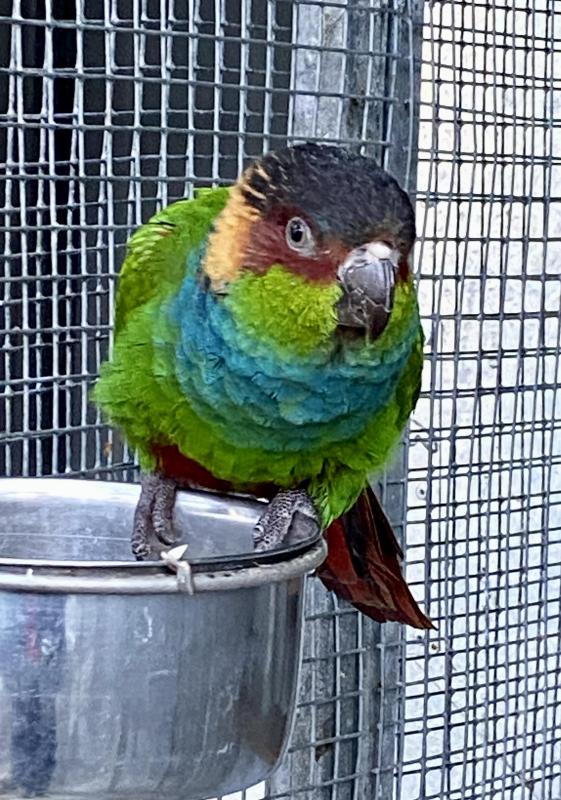 2025 BLUE THROATED CONURE COCK - SELL OR BUY HEN
