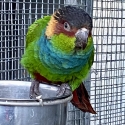 2025 BLUE THROATED CONURE COCK - SELL OR BUY HEN