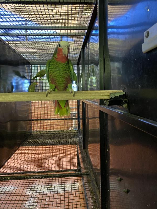 Cuban Amazon