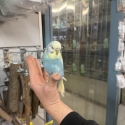 Handraised budgies