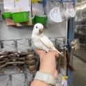 Handraised Quaker