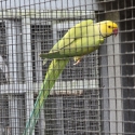 x6 Indian Ringnecks for Sale: Needing rehomed ASAP