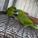 Breeding pair Hahns macaw