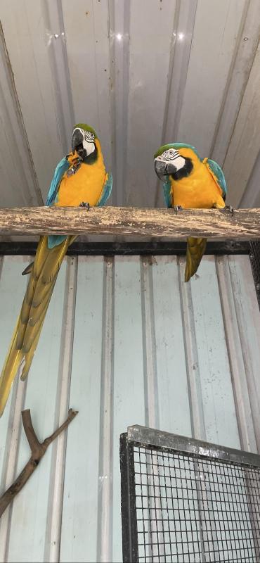 MACAWS Proven breeding pair