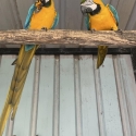 MACAWS Proven breeding pair
