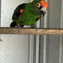 Jardine, Sharptail conure, Red Lored amazon