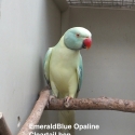 EmeraldBlue Opaline Cleartail Indian Ringneck hen