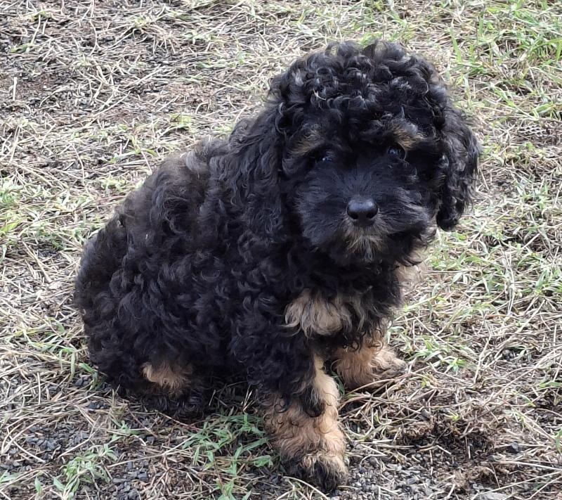 CAVOODLE  PUP'S