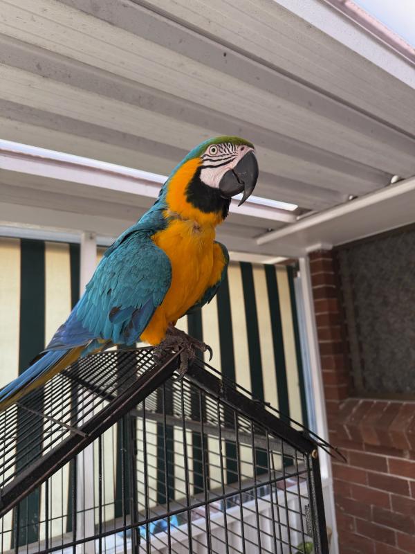 Gold and gold macaw