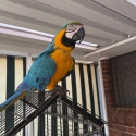 Gold and gold macaw