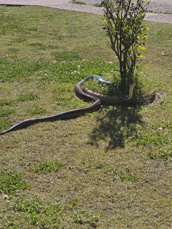 Olive python