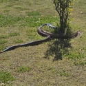 Olive python