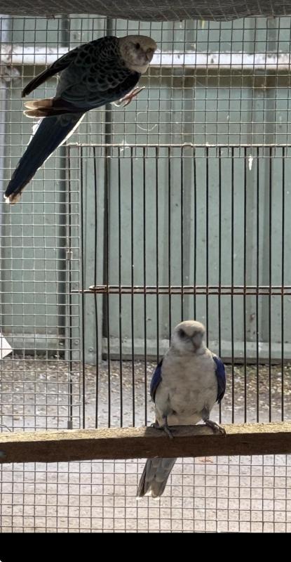 Blue West Rosella    sold