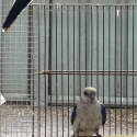 Blue West Rosella    sold