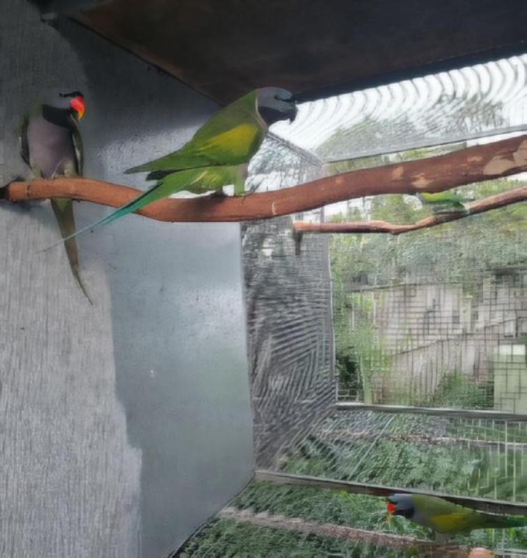 Derbyan parrots breeding pair