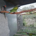 Derbyan parrots breeding pair
